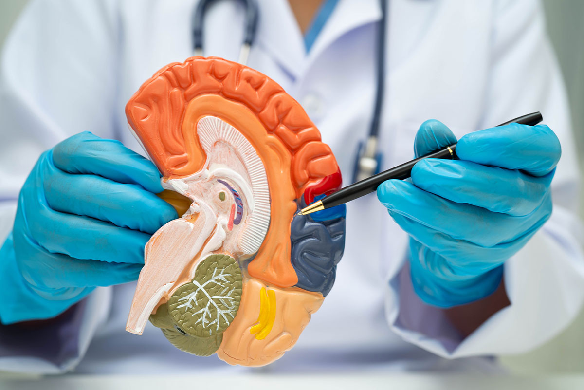 doctor showing brain model