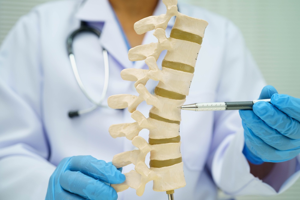 spinal model