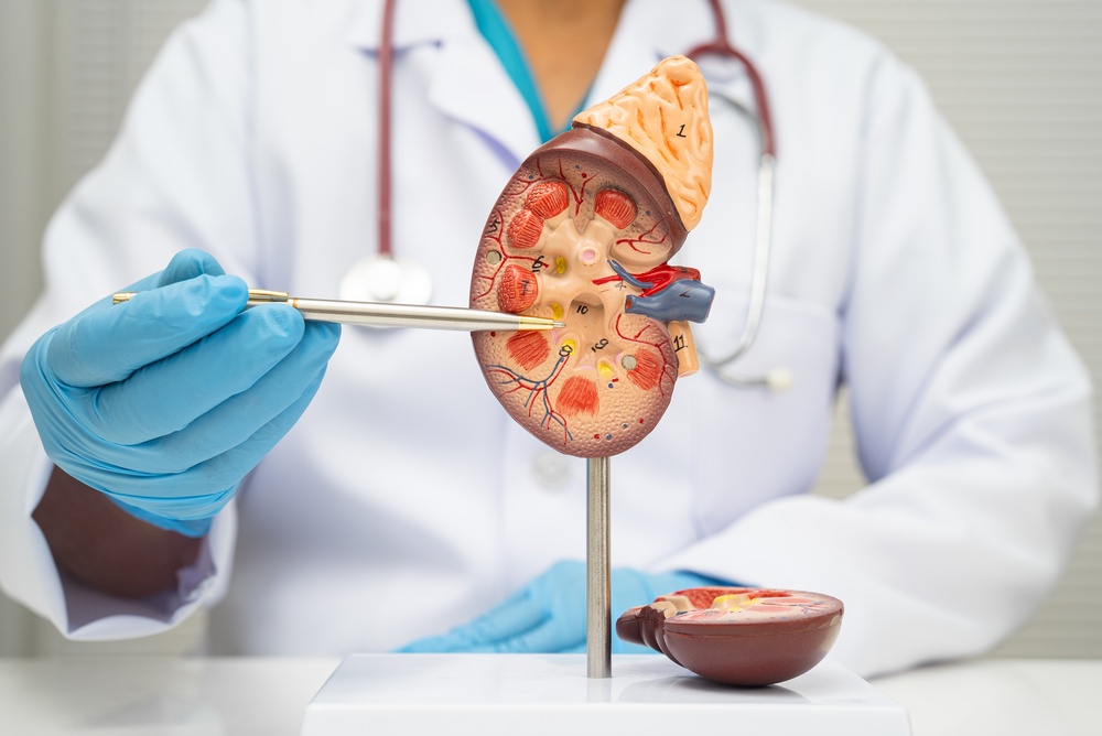 doctor using medical model of kidney